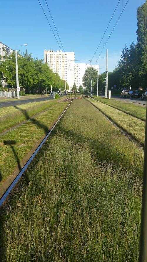 rasengleis-in-dresden.jpg